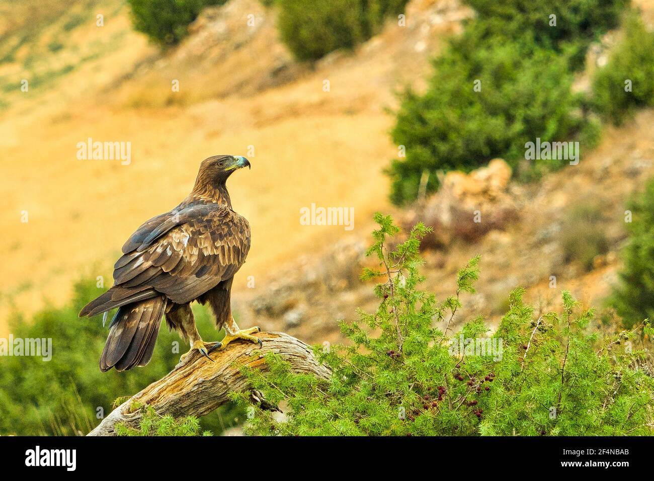 Aquila d'Oro, Aquila crisaetos, Foresta Mediterranea, Castiglia e Leon, Spagna, Europa Foto Stock