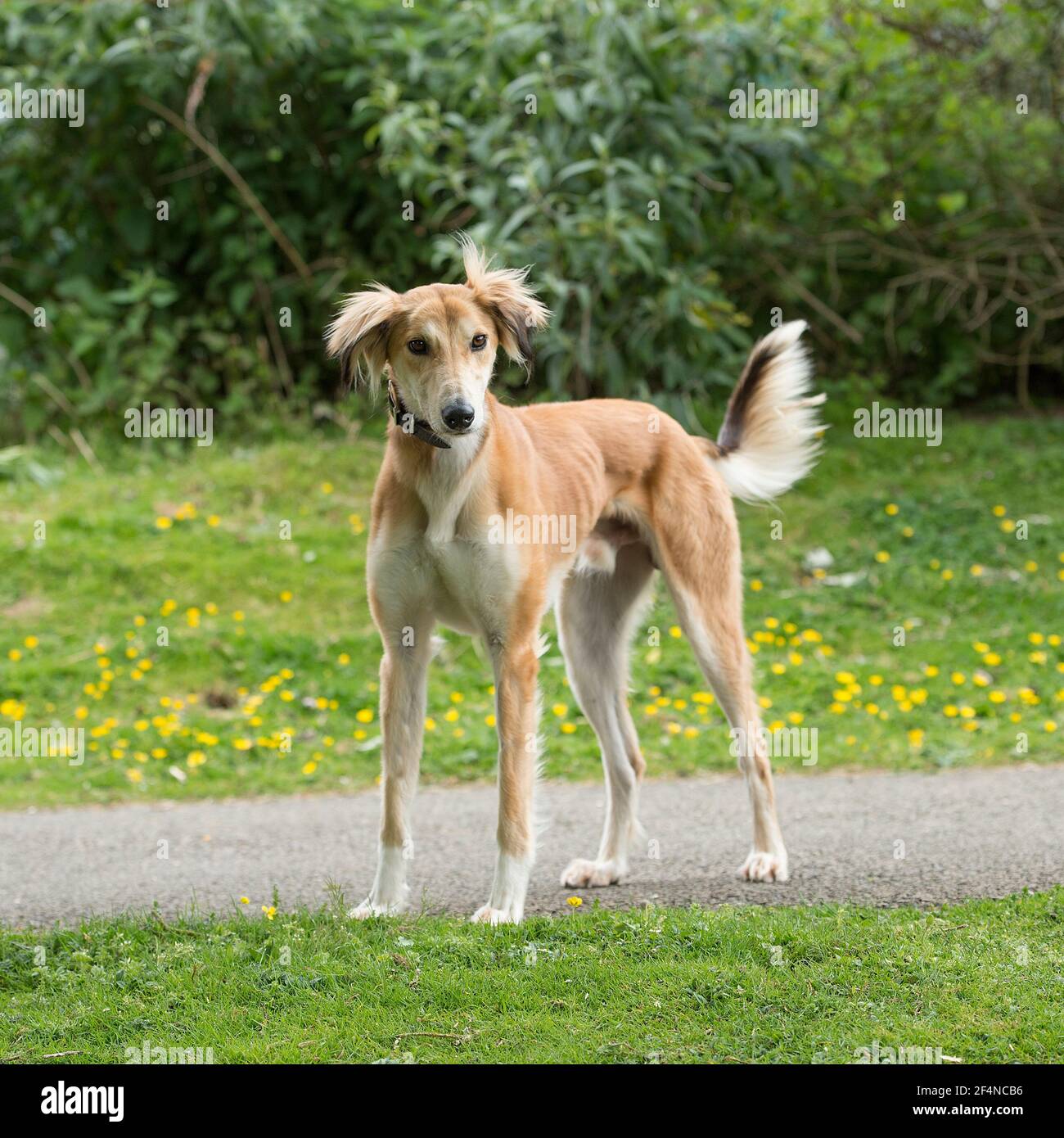 cane Saluki Foto Stock