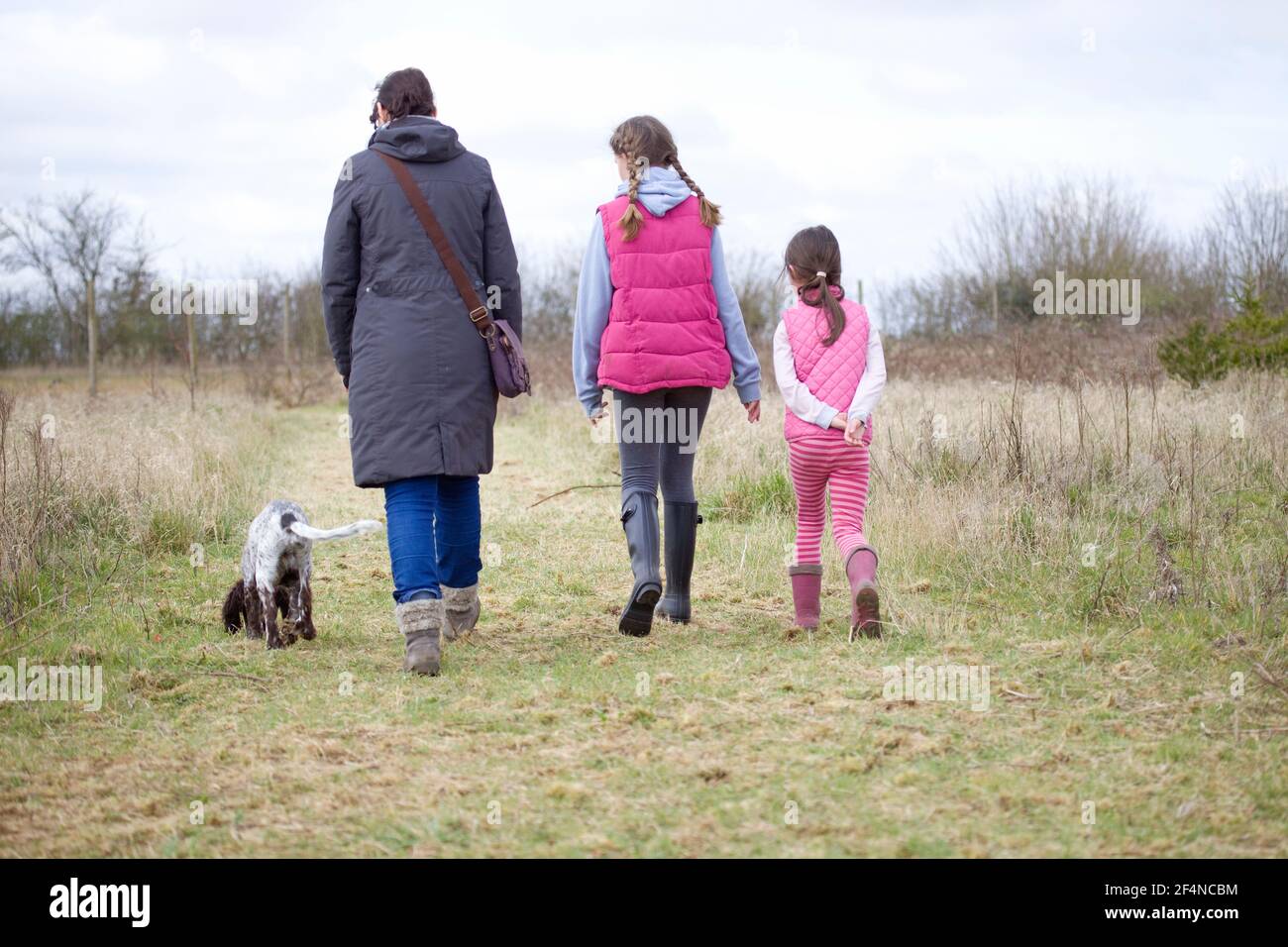 Famiglia che cammina cocker spaniel cucciolo fuori piombo Foto Stock