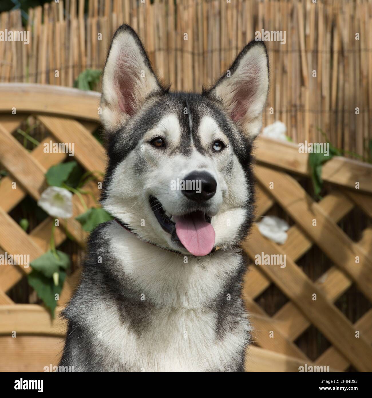 Siberian Husky cane Foto Stock