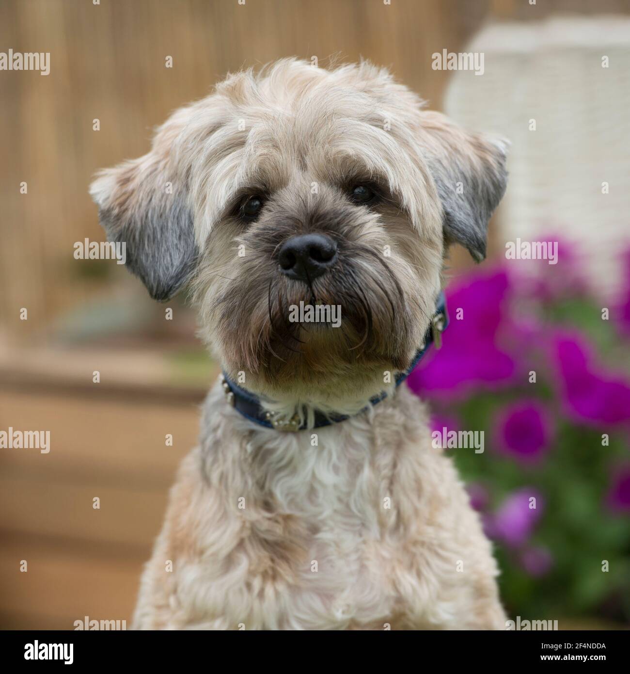 Tibetan Terrier cane Foto Stock