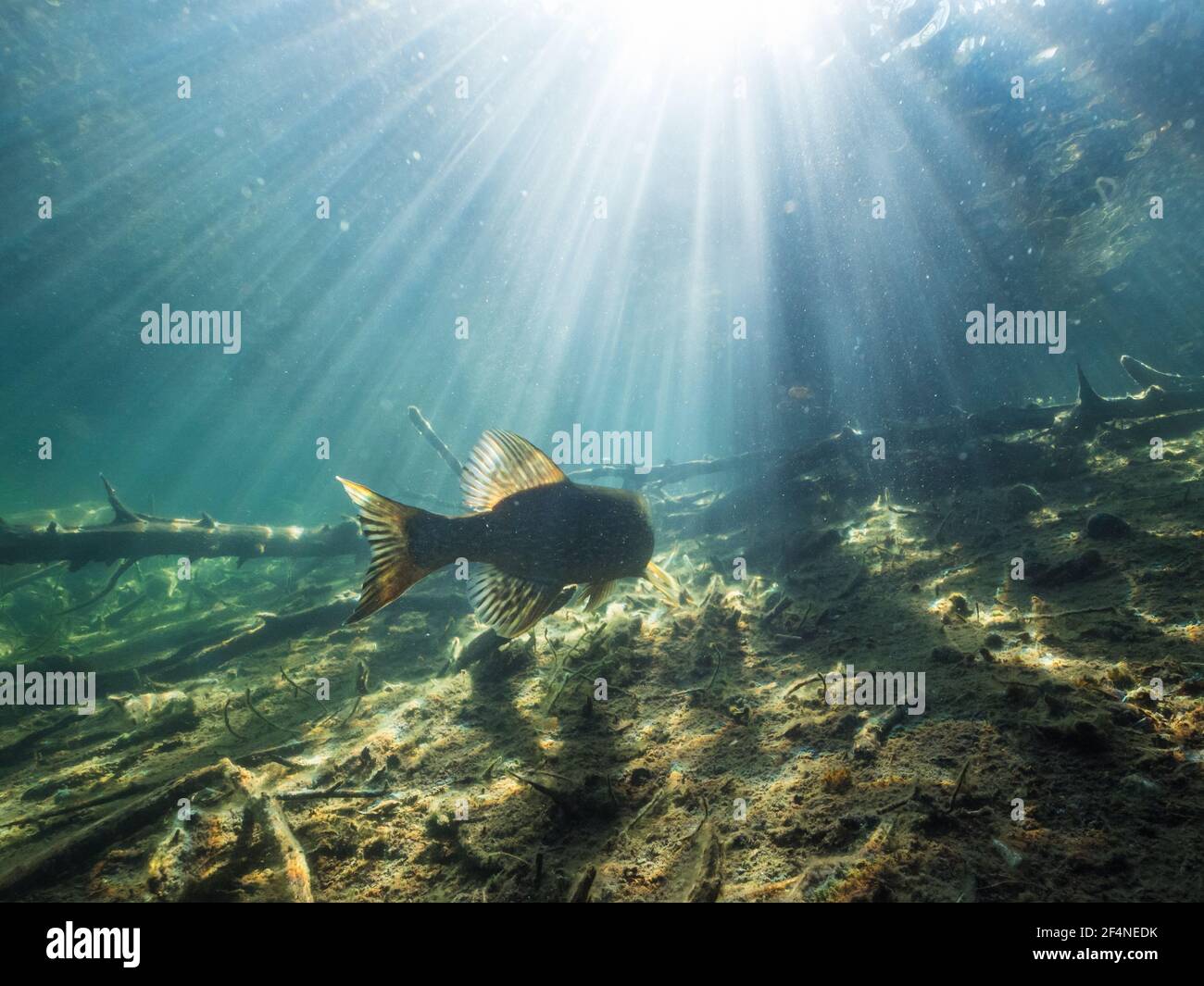 Coda del luccio settentrionale che nuota in acqua limpida Foto Stock