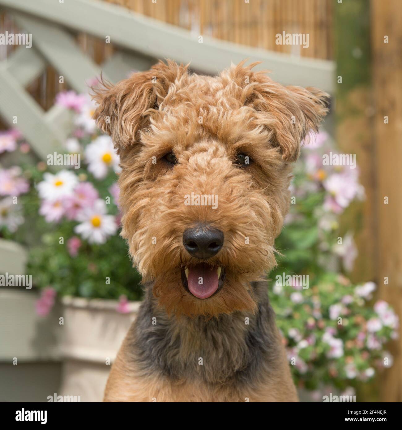 Airedale cane terrier Foto Stock