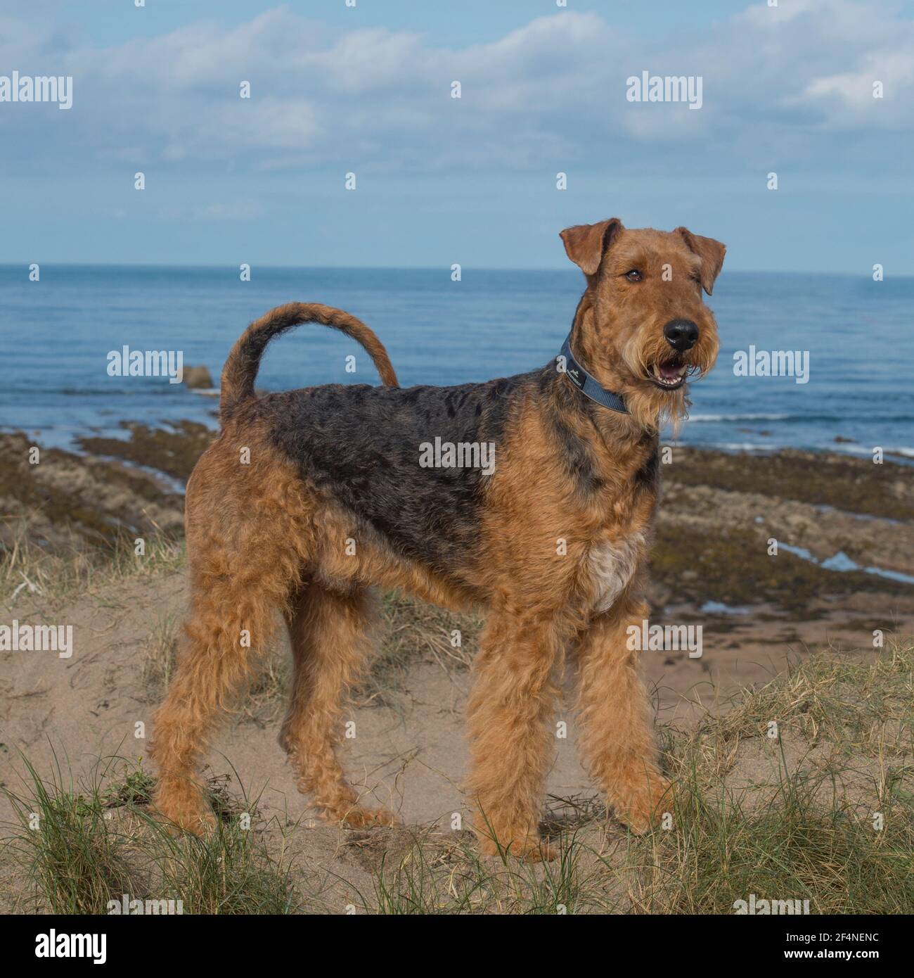 Airedale cane terrier Foto Stock