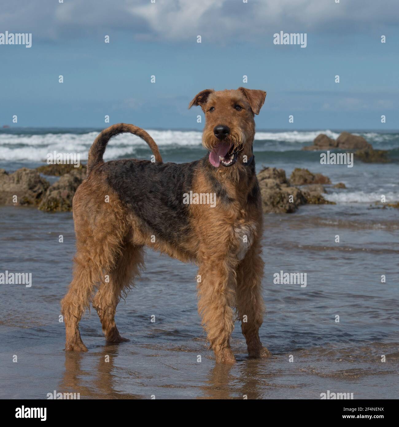 Airedale cane terrier Foto Stock