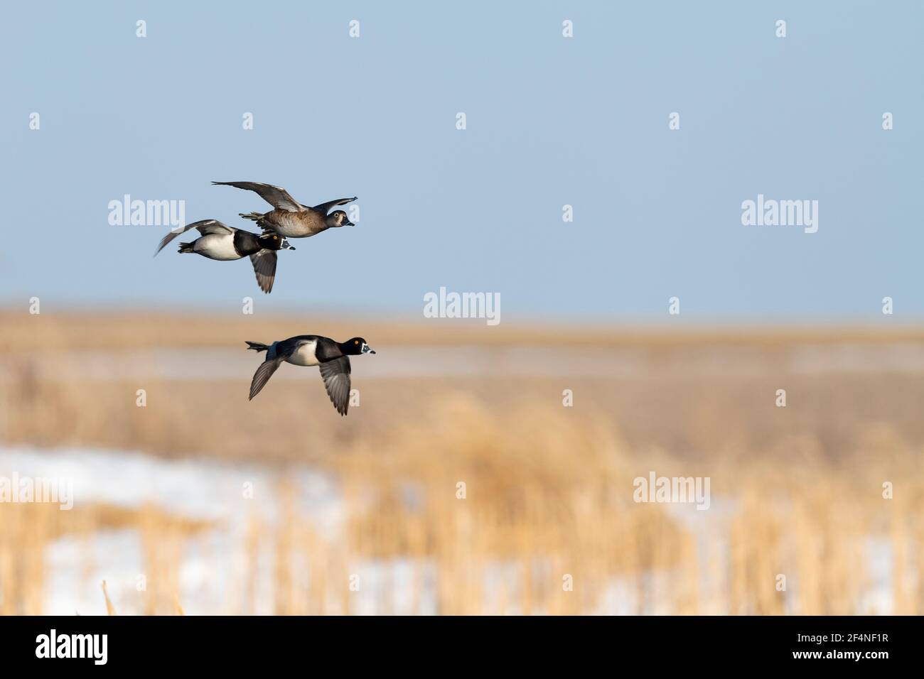 Un gregge di anatre Ringneck in South Dakota su un mattina presto di primavera Foto Stock