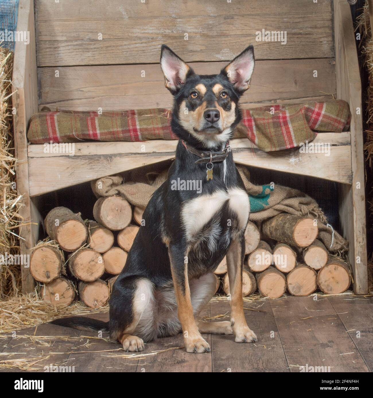 Australian kelpie Foto Stock