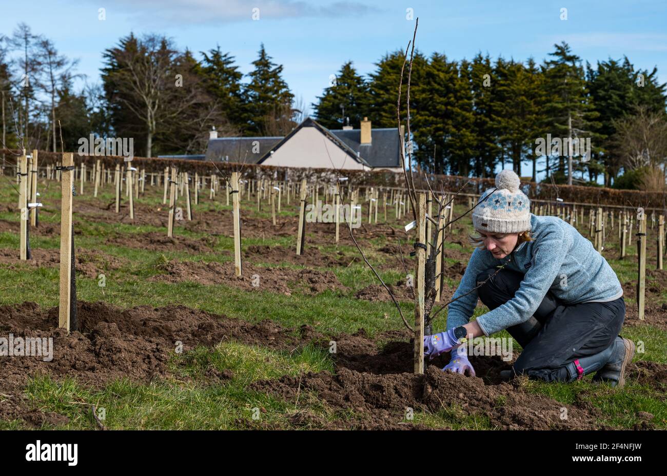 Donna che lavora per piantare alberi di mele in un frutteto di mele, Kilduff Farm, East Lothian, Scozia, Regno Unito Foto Stock Donna che lavora per piantare alberi di mele in un frutteto di mele, Kilduff Farm, East Lothian, Scozia, Regno Unito Foto Stock
