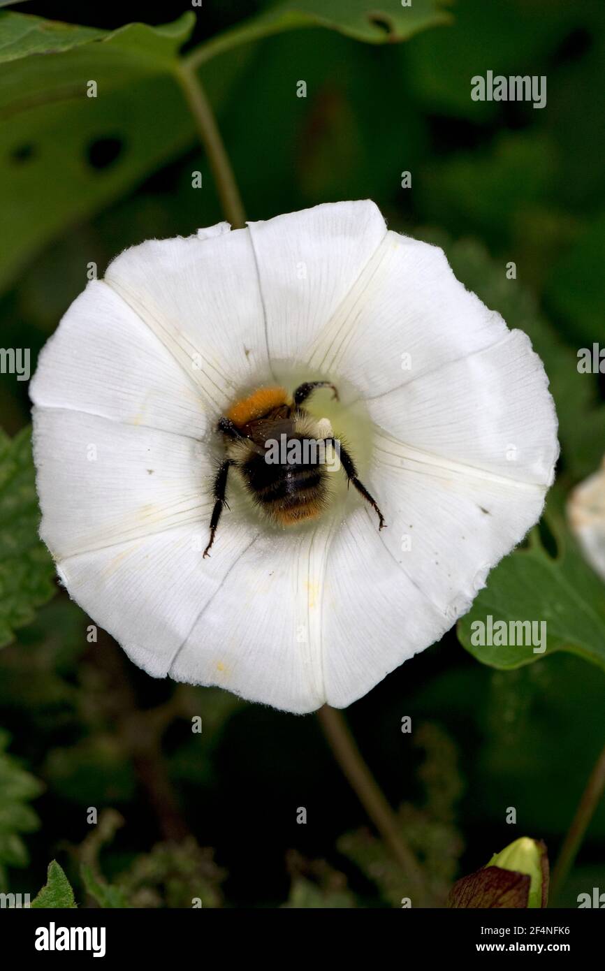 Bee comune del carder (Bombus pasuorum) in un fiore di bindweed Foto Stock