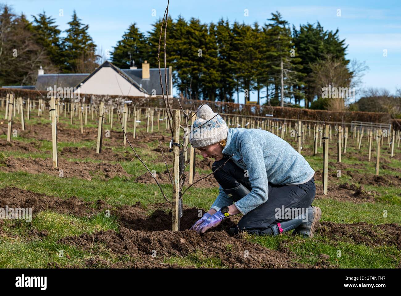 Donna che lavora per piantare alberi di mele in un frutteto di mele, Kilduff Farm, East Lothian, Scozia, Regno Unito Foto Stock Donna che lavora per piantare alberi di mele in un frutteto di mele, Kilduff Farm, East Lothian, Scozia, Regno Unito Foto Stock