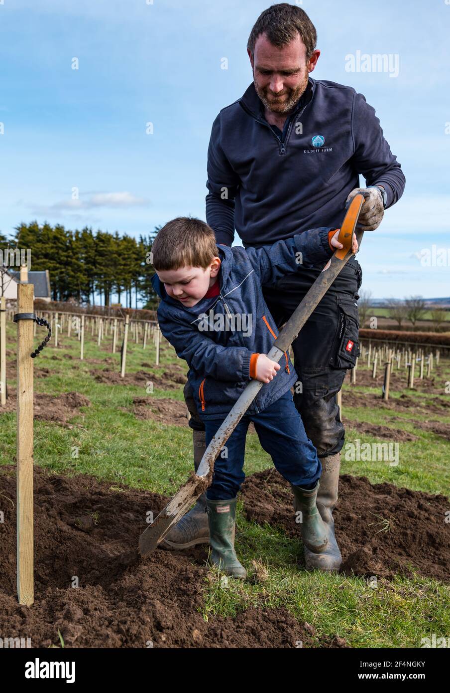 Padre e ragazzo di 4 anni che piantano un albero di mele in un frutteto, Kilduff Farm, East Lothian, Scozia, Regno Unito Foto Stock