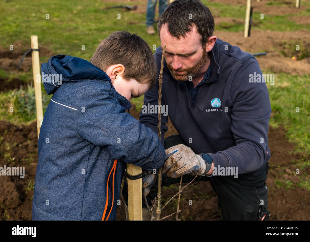 Padre che aiuta un ragazzo di 4 anni che pianta un albero di mele in un frutteto, Kilduff Farm, East Lothian, Scozia, Regno Unito Foto Stock