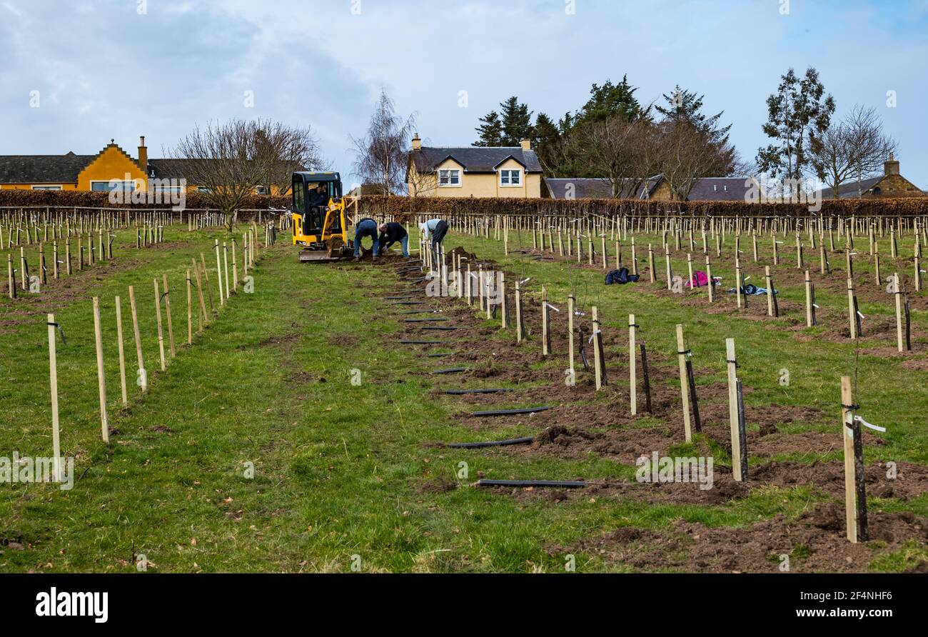 Coltivatore e lavoratori che piantano fila di alberi da frutto di mele in un frutteto di mele, Kilduff Farm, East Lothian, Scozia, Regno Unito Foto Stock Coltivatore e lavoratori che piantano fila di alberi da frutto di mele in un frutteto di mele, Kilduff Farm, East Lothian, Scozia, Regno Unito Foto Stock