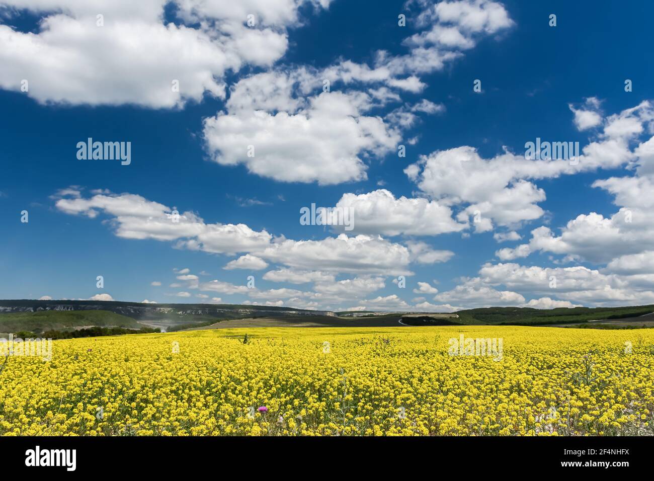 Un campo giallo di colza con un bel cielo blu e grandi nuvole bianche. Sfondo panoramico naturale e luminoso. Paesaggio estivo e sensuale. Coltivazione di Foto Stock