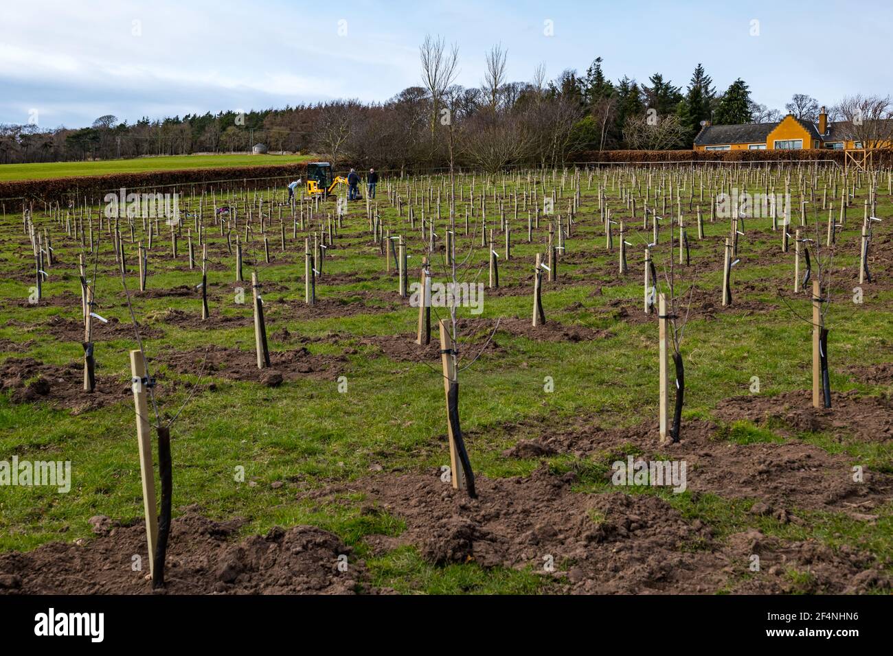 Coltivatore e lavoratori che piantano fila di alberi da frutto di mele in un frutteto di mele, Kilduff Farm, East Lothian, Scozia, Regno Unito Foto Stock Coltivatore e lavoratori che piantano fila di alberi da frutto di mele in un frutteto di mele, Kilduff Farm, East Lothian, Scozia, Regno Unito Foto Stock