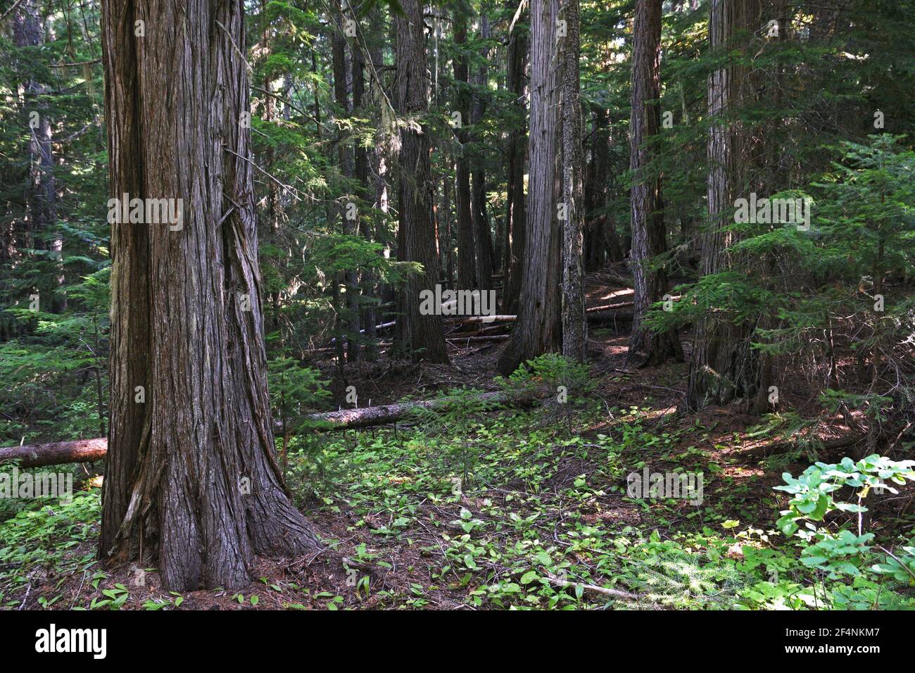 Cedar Forest adiacente a French Creek Cedars proposto per l'accesso al progetto Black RAM. Kootenai NF, Yaak Valley, Montana. (Foto di Randy Beacham) Foto Stock
