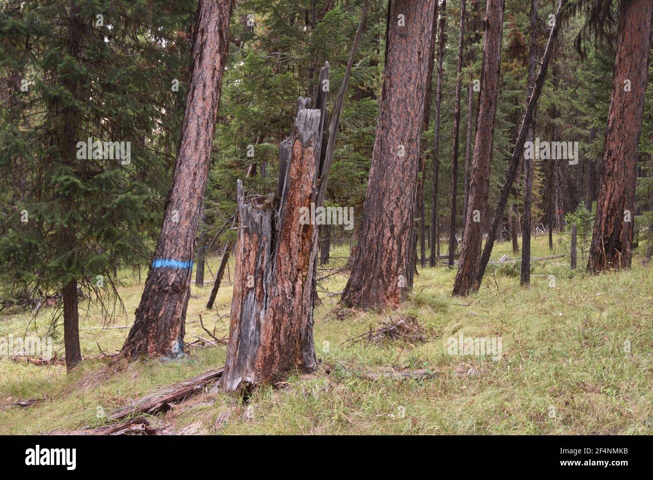 Vecchia crescita foresta di larice occidentale proposto per il disboscamento nel progetto Black RAM. Kootenai National Forest, MT. (Foto di Randy Beacham) Foto Stock