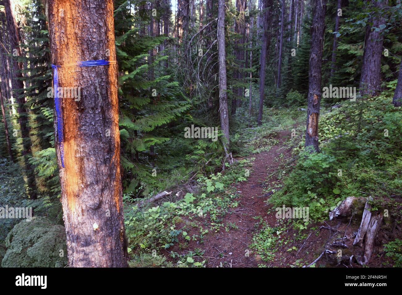 Unità di registrazione contrassegnata lungo Bonnet Top Trail nel progetto proposto Black RAM. Kootenai National Forest, MT. (Foto di Randy Beacham) Foto Stock