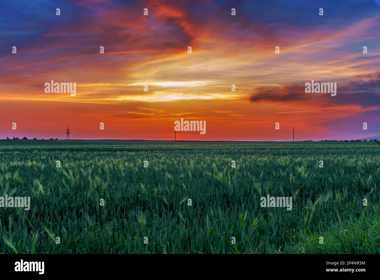 Paesaggio sera crepuscolo campo agricolo seminato con colture di cereali, illuminato dalla luce del sole cremisi del tramonto Foto Stock