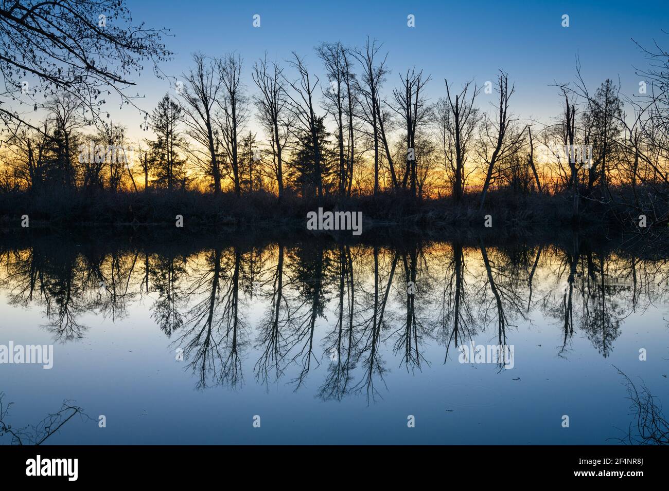 Riflesso crepuscolo degli alberi invernali nel tranquillo fiume Skagit contro il bagliore finale del sole di regolazione in Skagit Valley dello stato di Washington Foto Stock