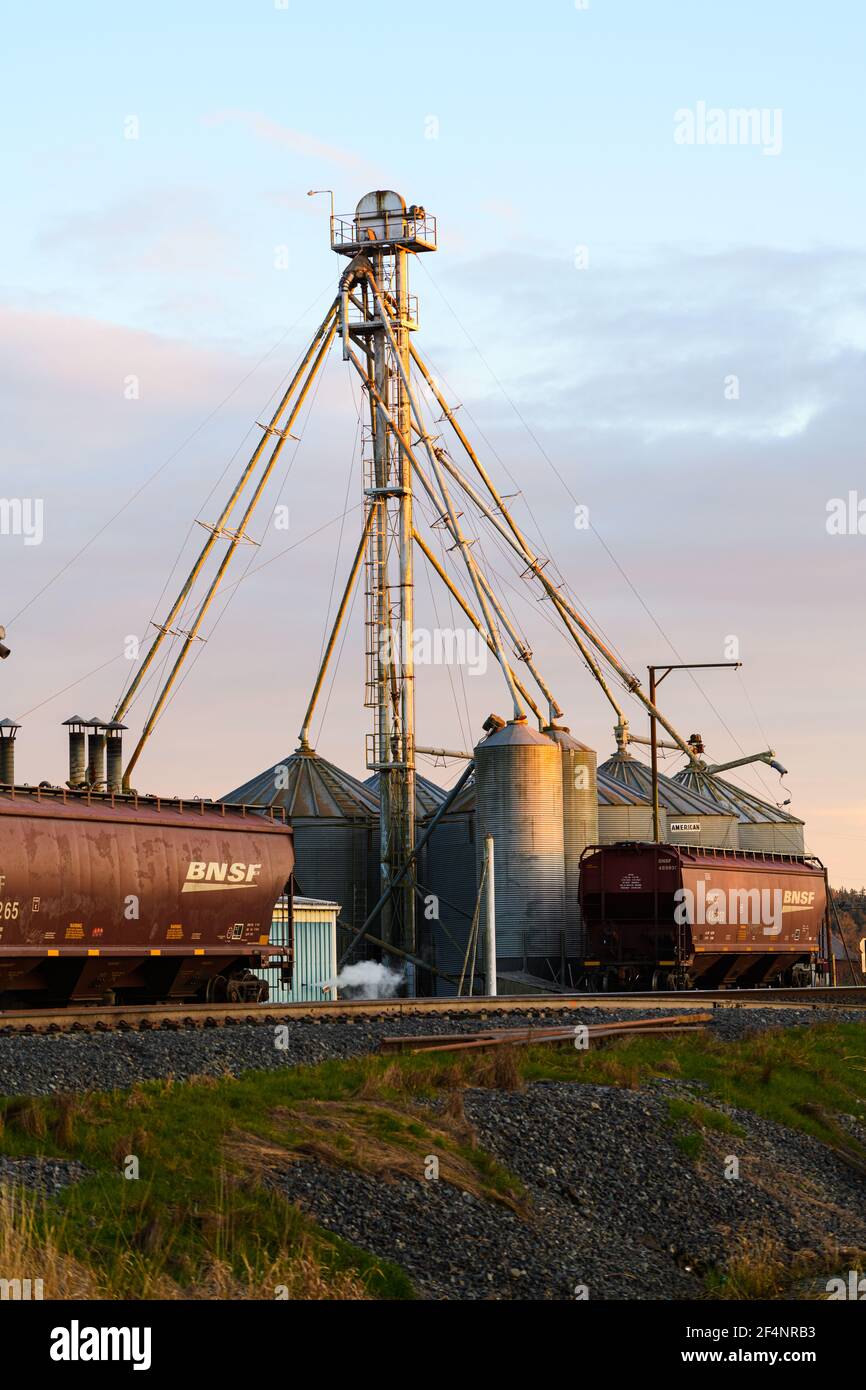 Conway Feed Plant e BNSF Railroad nolo interscambio nel Skagit Valley dello Stato di Washington Occidentale che mostra l'ascensore senza schermatura Foto Stock