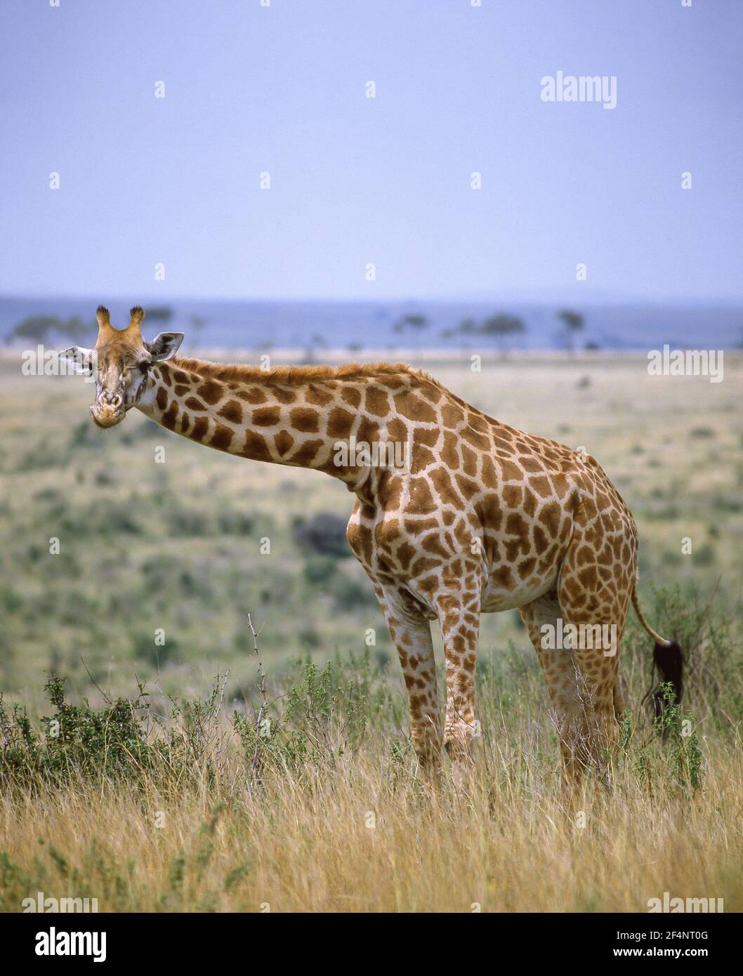 La giraffa in piedi di praterie, il Masai Mara riserva nazionale, Narok County, Kenya Foto Stock
