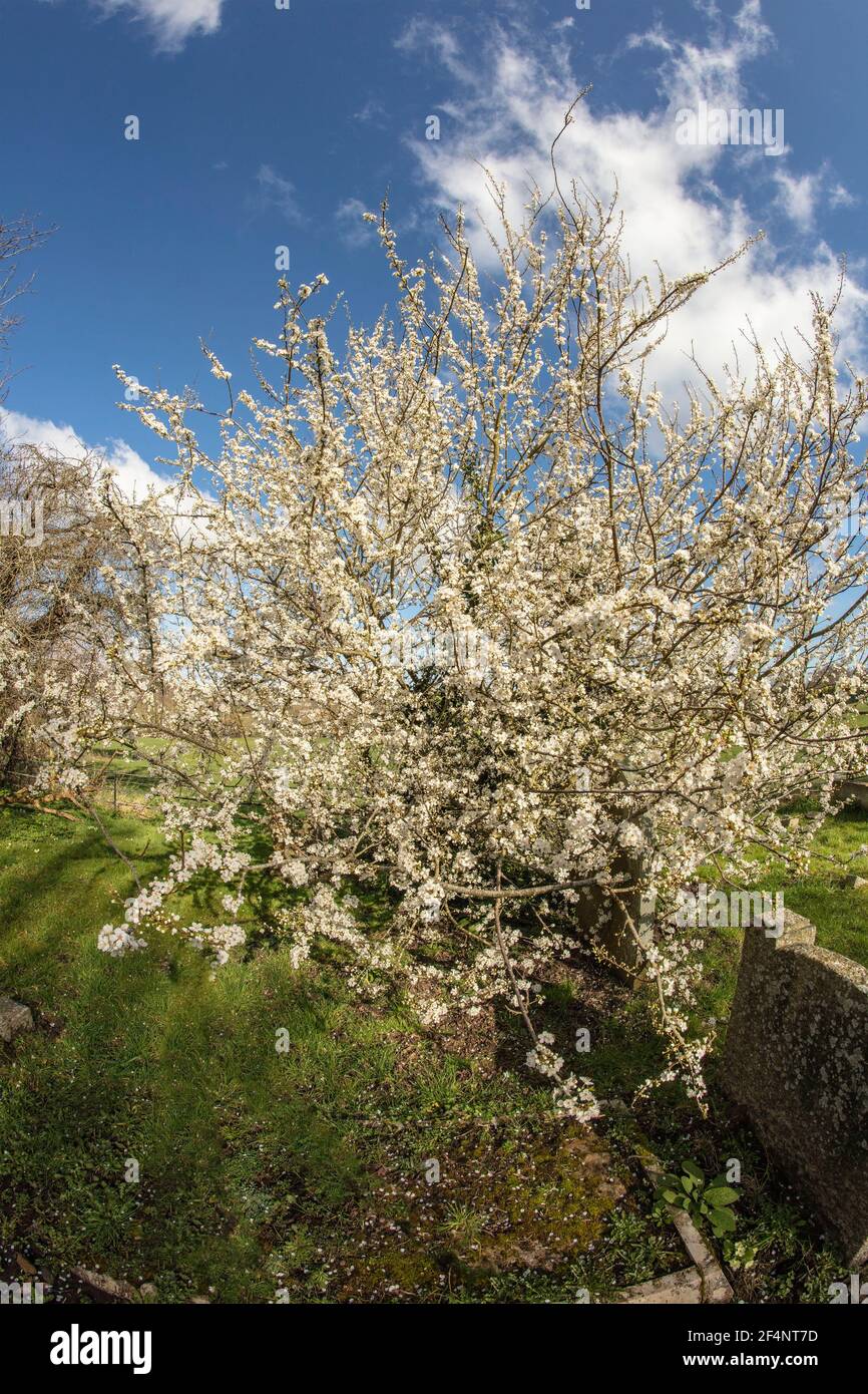 Blackthorne (Prunus spinosa), fioritura in primavera, ritratto di piante naturali Foto Stock