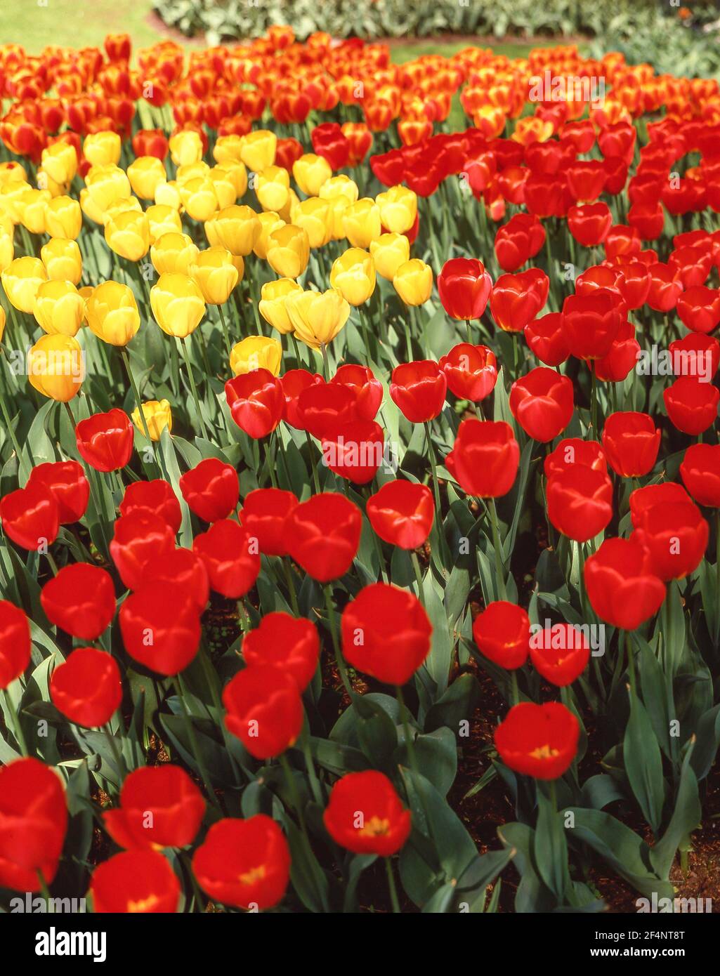 Campi di tulipani in primavera, Giardini Keukenhof, Lisse, Olanda del Sud (Zuid-Holland), Regno dei Paesi Bassi Foto Stock