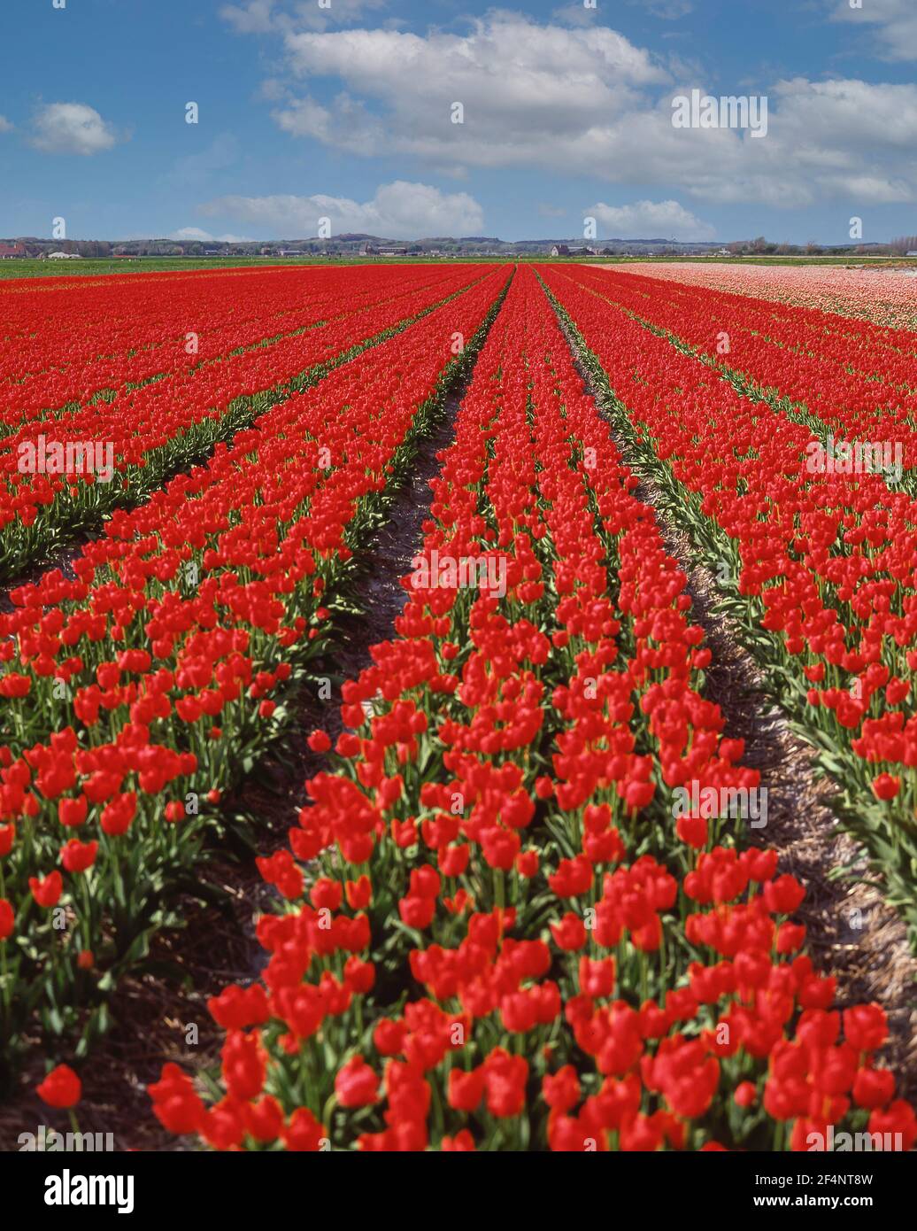 Campo di tulipani vicino Lisse, Zuid-Holland, Regno dei Paesi Bassi Foto Stock