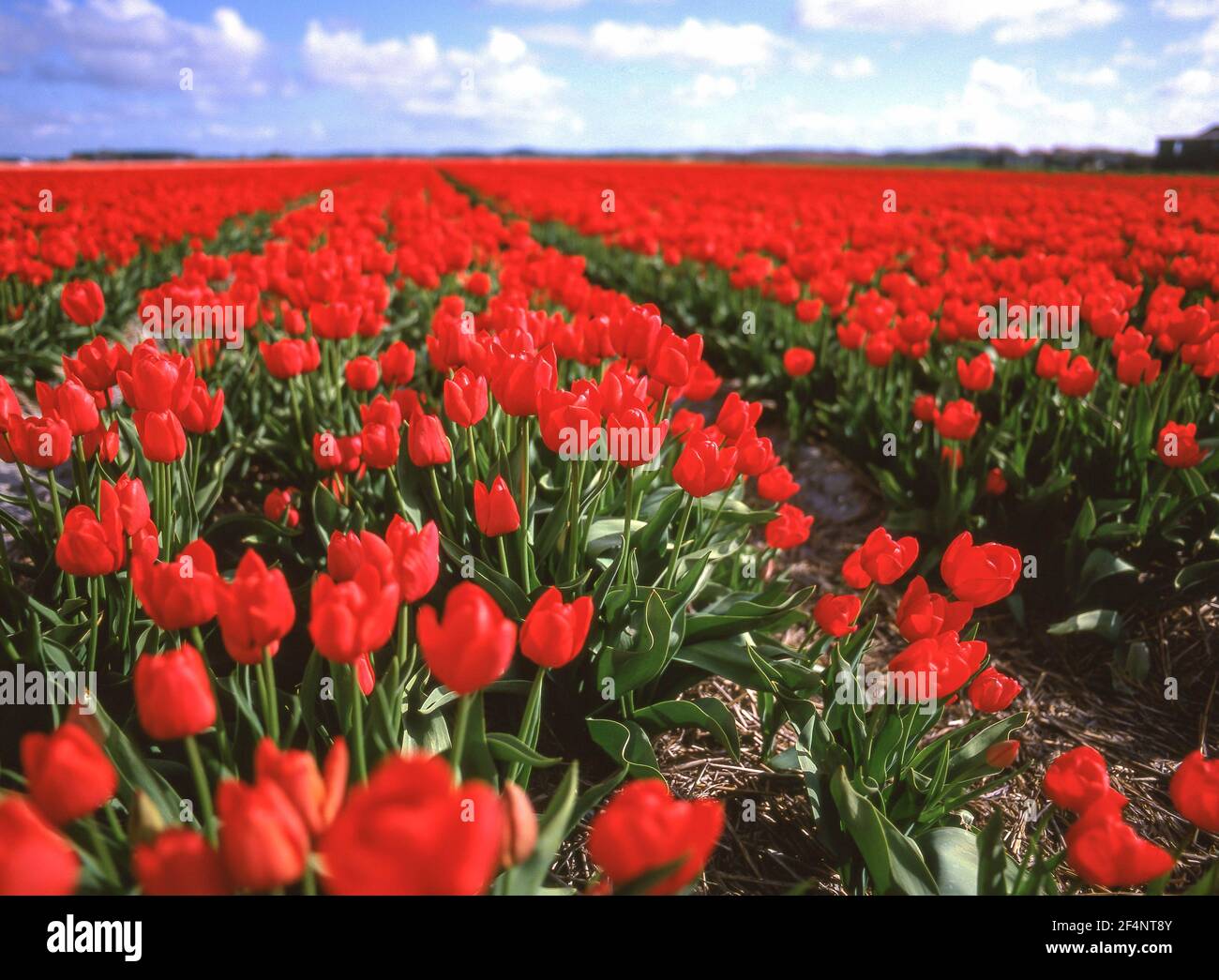 Campo di tulipani vicino Lisse, Zuid-Holland, Regno dei Paesi Bassi Foto Stock