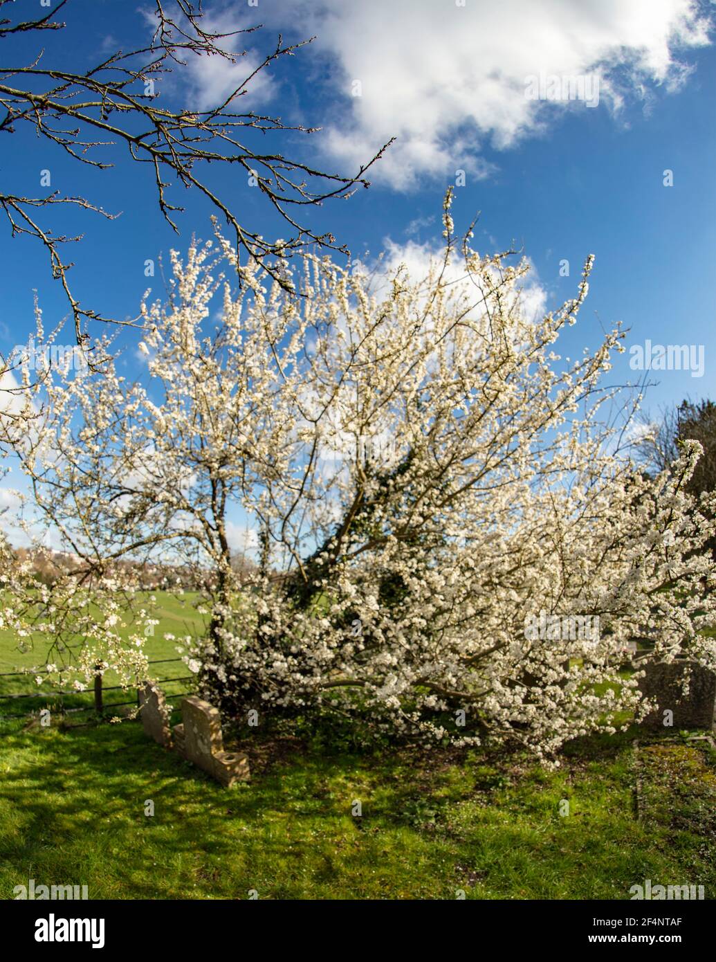 Blackthorne (Prunus spinosa), fioritura in primavera, ritratto di piante naturali Foto Stock