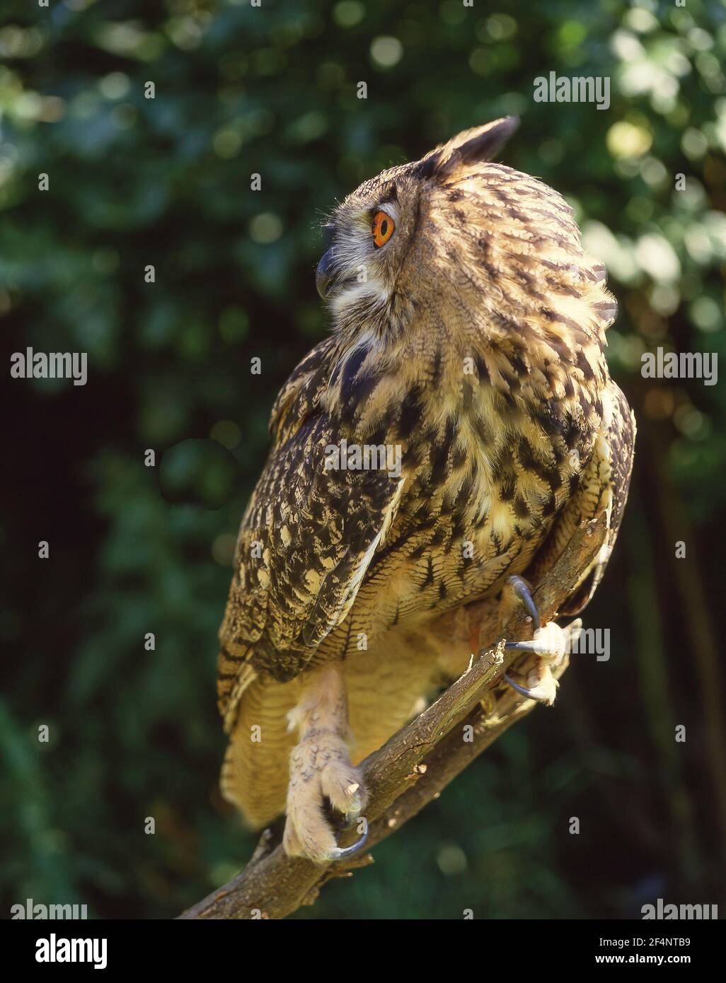Aquila-gufo indiano (Otus bengalensis) che riposa, Hampshire, Inghilterra, Regno Unito Foto Stock