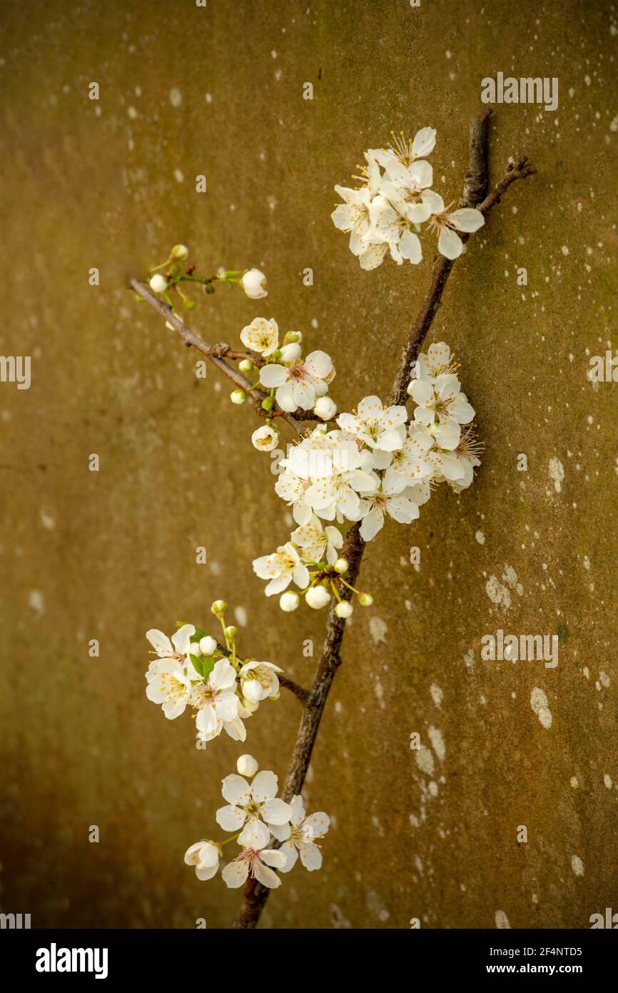 Blackthorne (Prunus spinosa), fioritura in primavera, ritratto di piante naturali Foto Stock