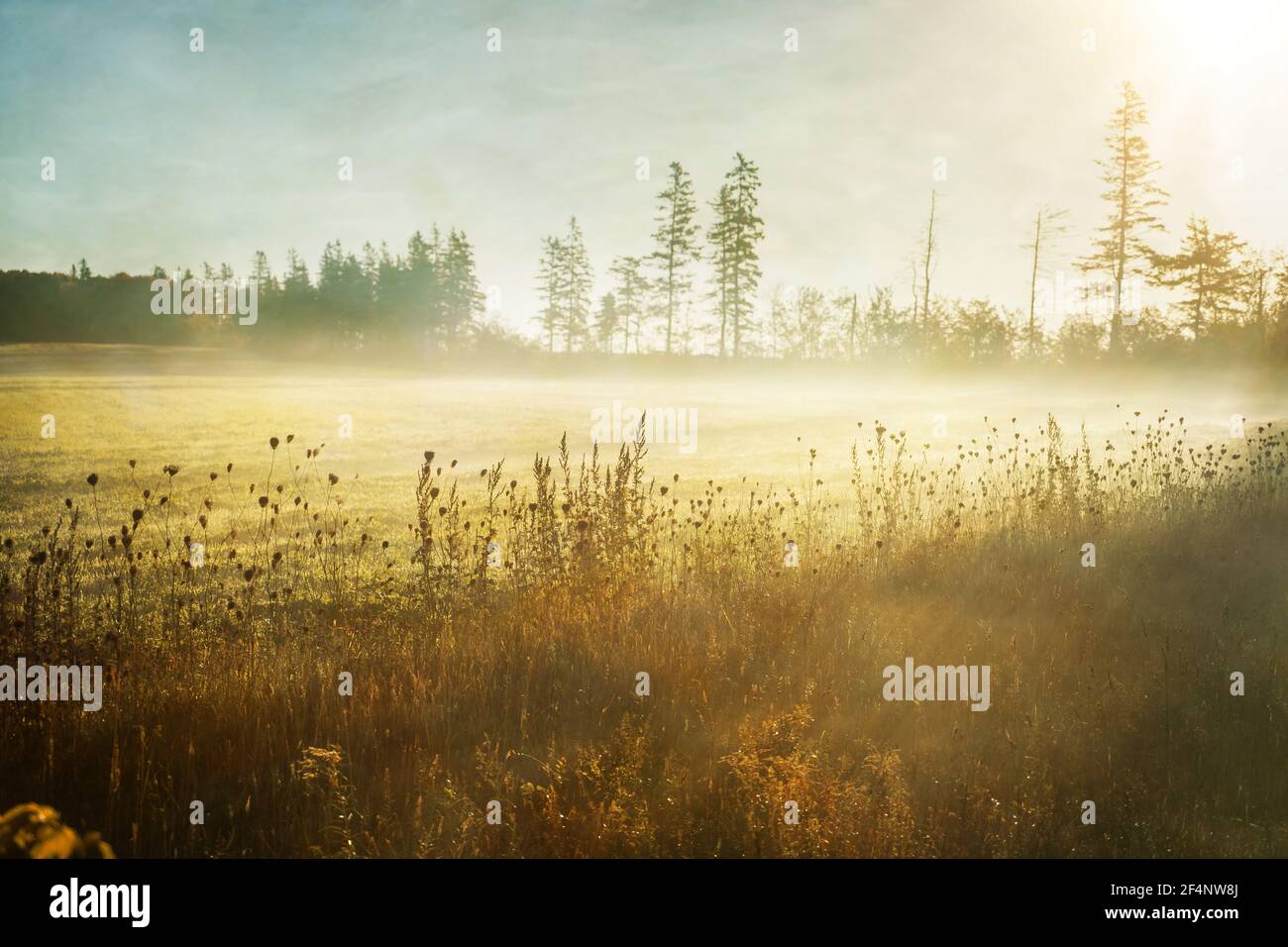 Nebbia e raggi solari sui campi rurali all'alba. Foto Stock