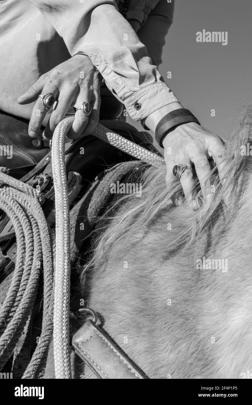 USA, Colorado, Westcliffe, Music Meadows Ranch. Particolare della mano femminile ranch in tipico abbigliamento Western ranch e gioielli turchesi. Modello rilasciato. B&N. Foto Stock