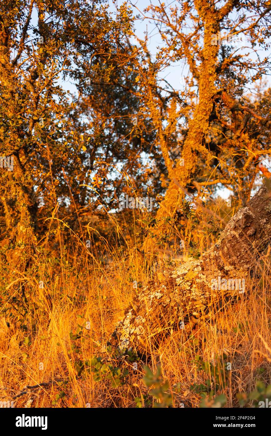 Terra asciutta con vegetazione nell'ora d'oro nel Campagna di un villaggio in Andalusia Spagna meridionale Foto Stock