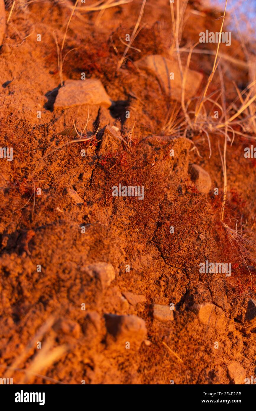 Terra asciutta con vegetazione nell'ora d'oro nel Campagna di un villaggio in Andalusia Spagna meridionale Foto Stock