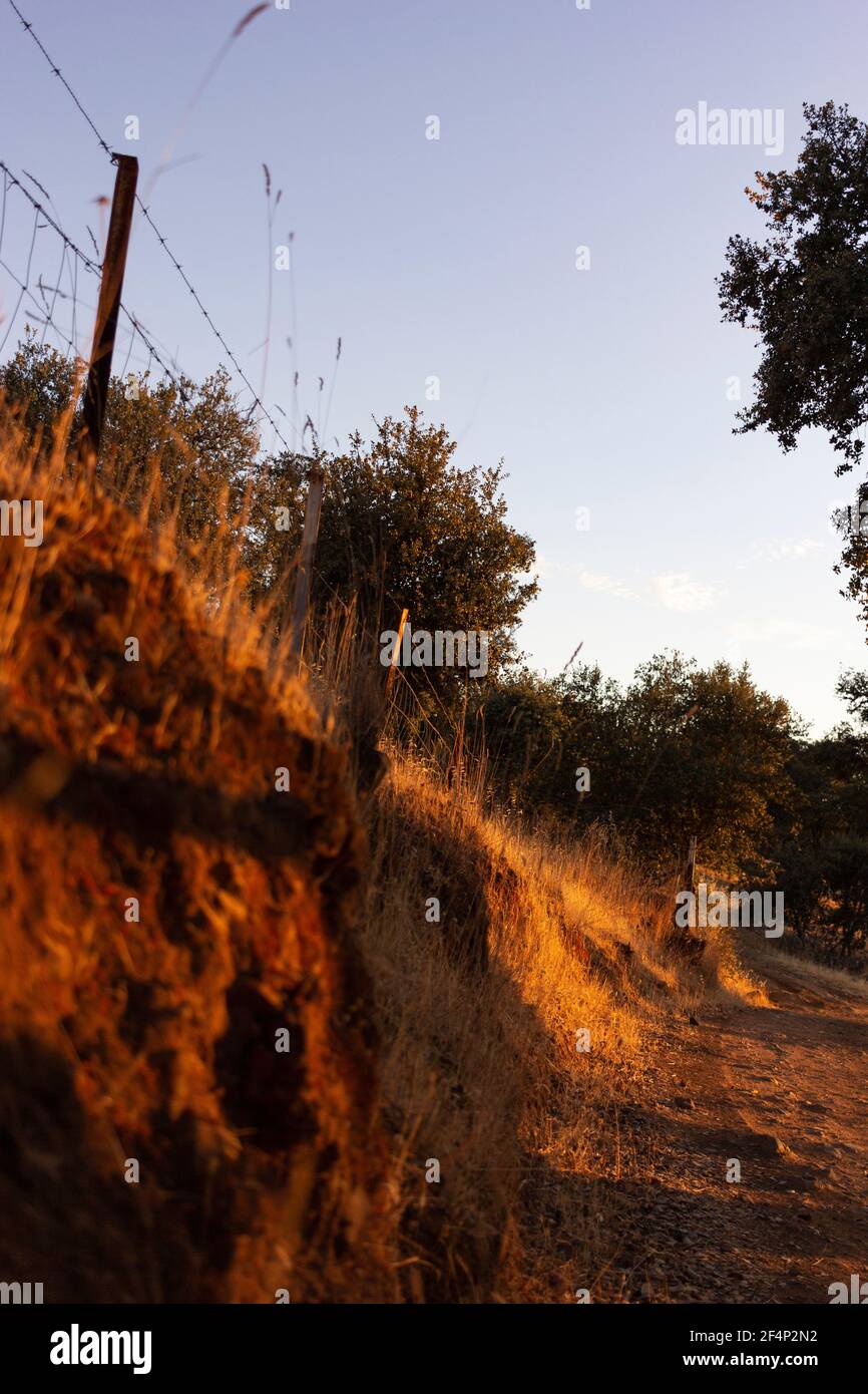 Terra asciutta con vegetazione nell'ora d'oro nel Campagna di un villaggio in Andalusia Spagna meridionale Foto Stock
