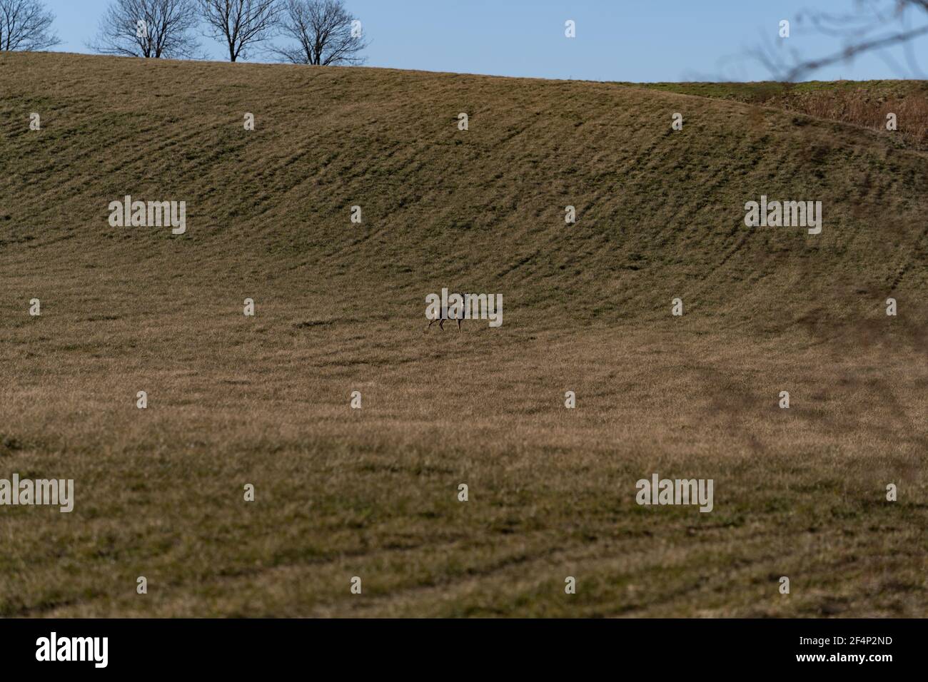 Un cervo solitario, su un prato erboso di montagna Foto Stock