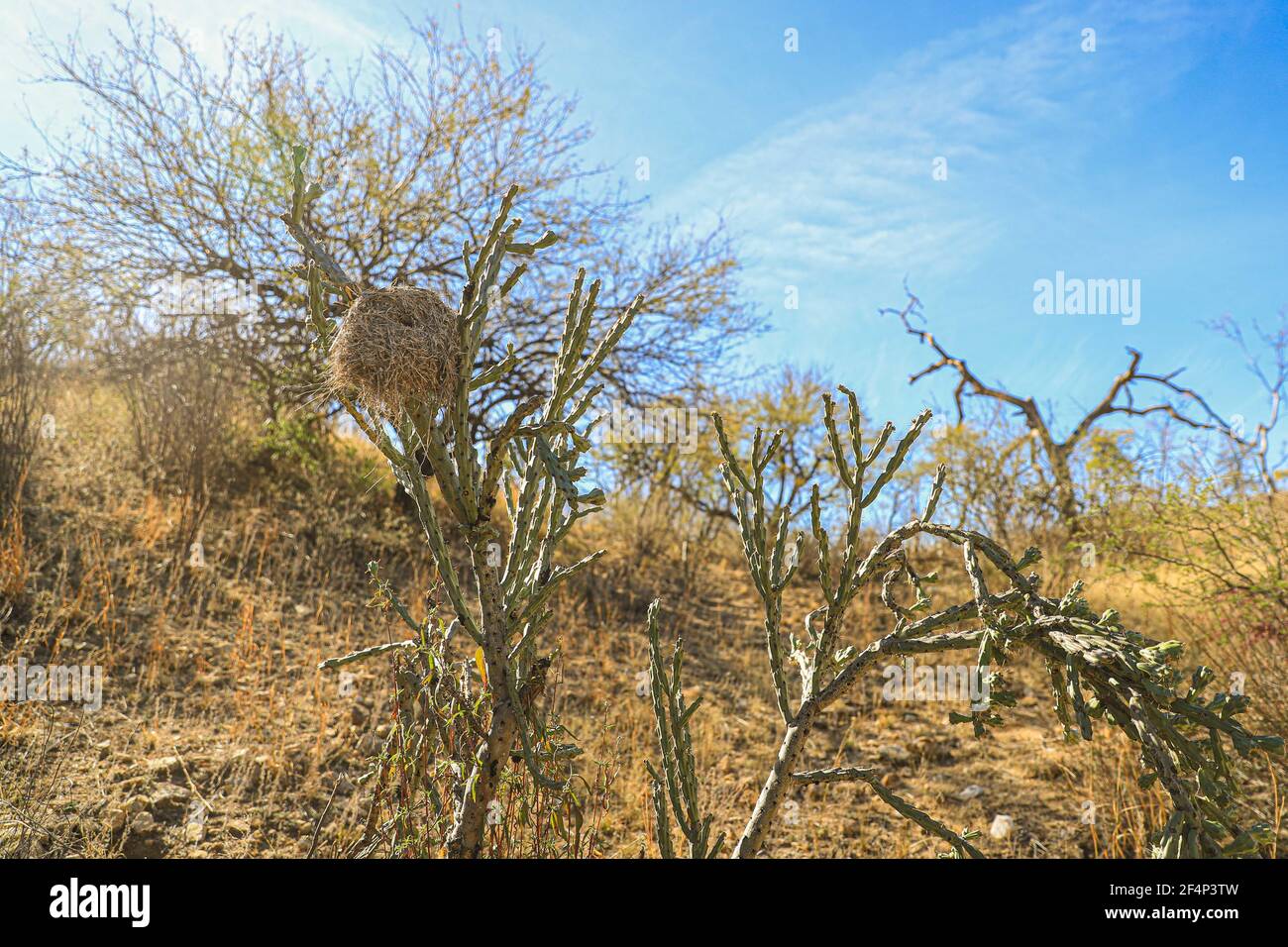 Nido d'uccello su una spiaggia di Choya: Flora Sudcalifornios, sudcalifornia, Cylindropuntia, cactus, cactacea. Pianta di Phanerogamic della famiglia Cactaceae. Ejido Tonibabi nella Sierra la Madera, comune di Moctezuma, sonora, Messico ... (Foto di Luis Gutierrez / Foto Norte) Nido de ave sobre una playa Choya : Flora Sudcalifornios, sudcalifornia, Cylindropuntia , cactus, cactacea. planta fanerógama de la familia Cactaceae. Ejido Tonibabi en la Sierra la Madera, municipio di Moctezuma, sonora, Messico...(Foto di Luis Gutierrez/Norte Foto) Foto Stock