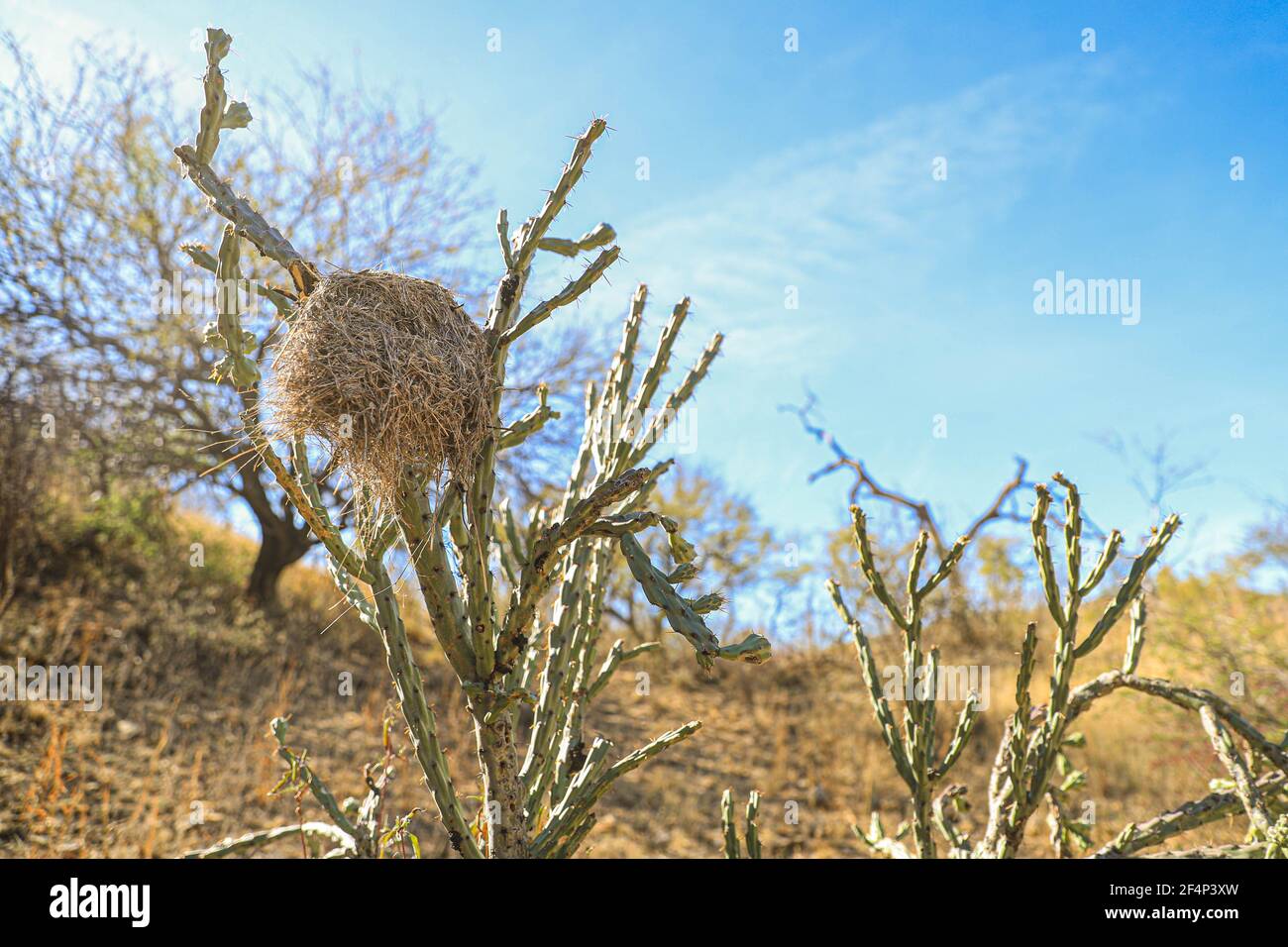 Nido d'uccello su una spiaggia di Choya: Flora Sudcalifornios, sudcalifornia, Cylindropuntia, cactus, cactacea. Pianta di Phanerogamic della famiglia Cactaceae. Ejido Tonibabi nella Sierra la Madera, comune di Moctezuma, sonora, Messico ... (Foto di Luis Gutierrez / Foto Norte) Nido de ave sobre una playa Choya : Flora Sudcalifornios, sudcalifornia, Cylindropuntia , cactus, cactacea. planta fanerógama de la familia Cactaceae. Ejido Tonibabi en la Sierra la Madera, municipio di Moctezuma, sonora, Messico...(Foto di Luis Gutierrez/Norte Foto) Foto Stock