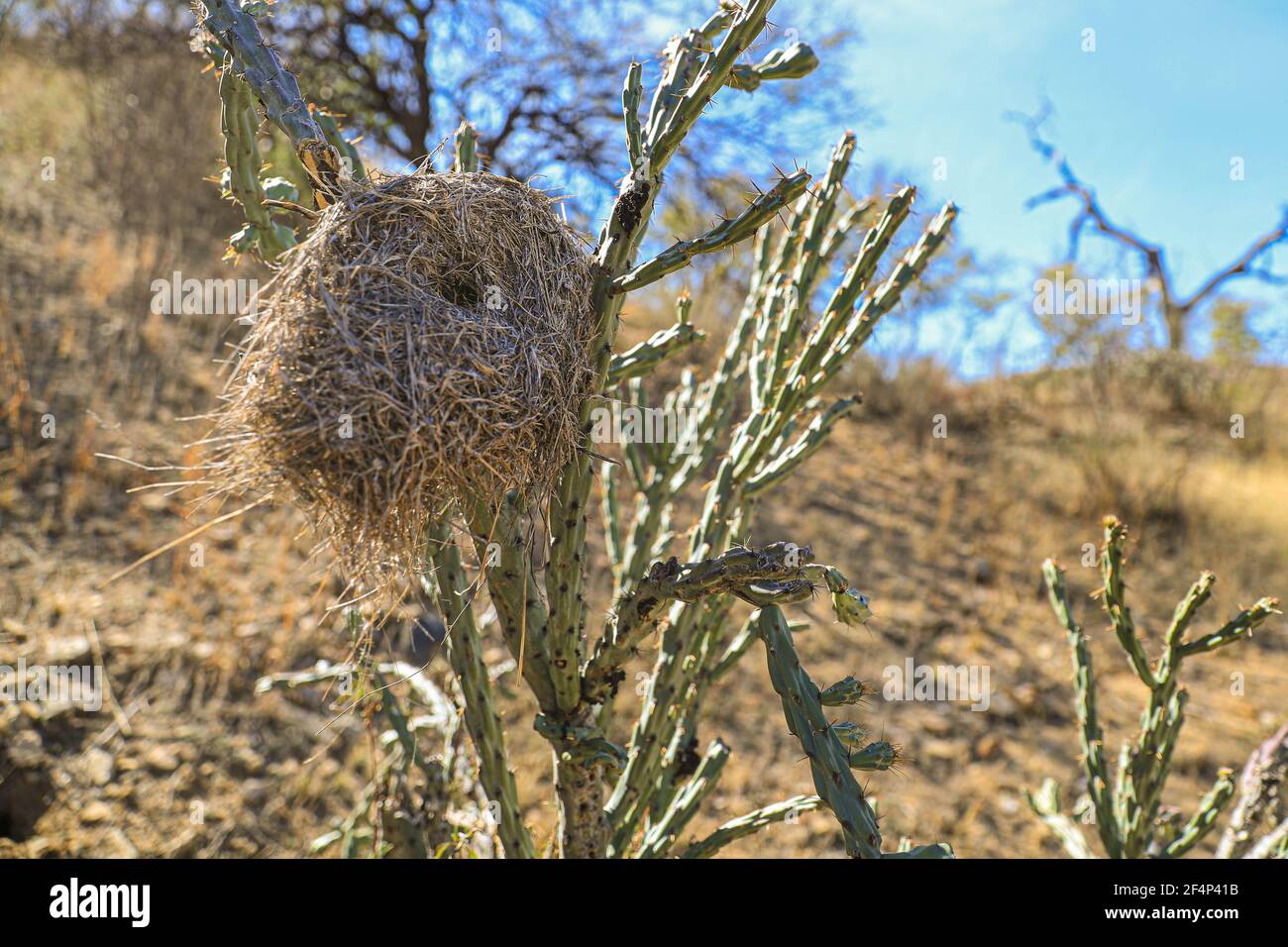 Nido d'uccello su una spiaggia di Choya: Flora Sudcalifornios, sudcalifornia, Cylindropuntia, cactus, cactacea. Pianta di Phanerogamic della famiglia Cactaceae. Ejido Tonibabi nella Sierra la Madera, comune di Moctezuma, sonora, Messico ... (Foto di Luis Gutierrez / Foto Norte) Nido de ave sobre una playa Choya : Flora Sudcalifornios, sudcalifornia, Cylindropuntia , cactus, cactacea. planta fanerógama de la familia Cactaceae. Ejido Tonibabi en la Sierra la Madera, municipio di Moctezuma, sonora, Messico...(Foto di Luis Gutierrez/Norte Foto) Foto Stock