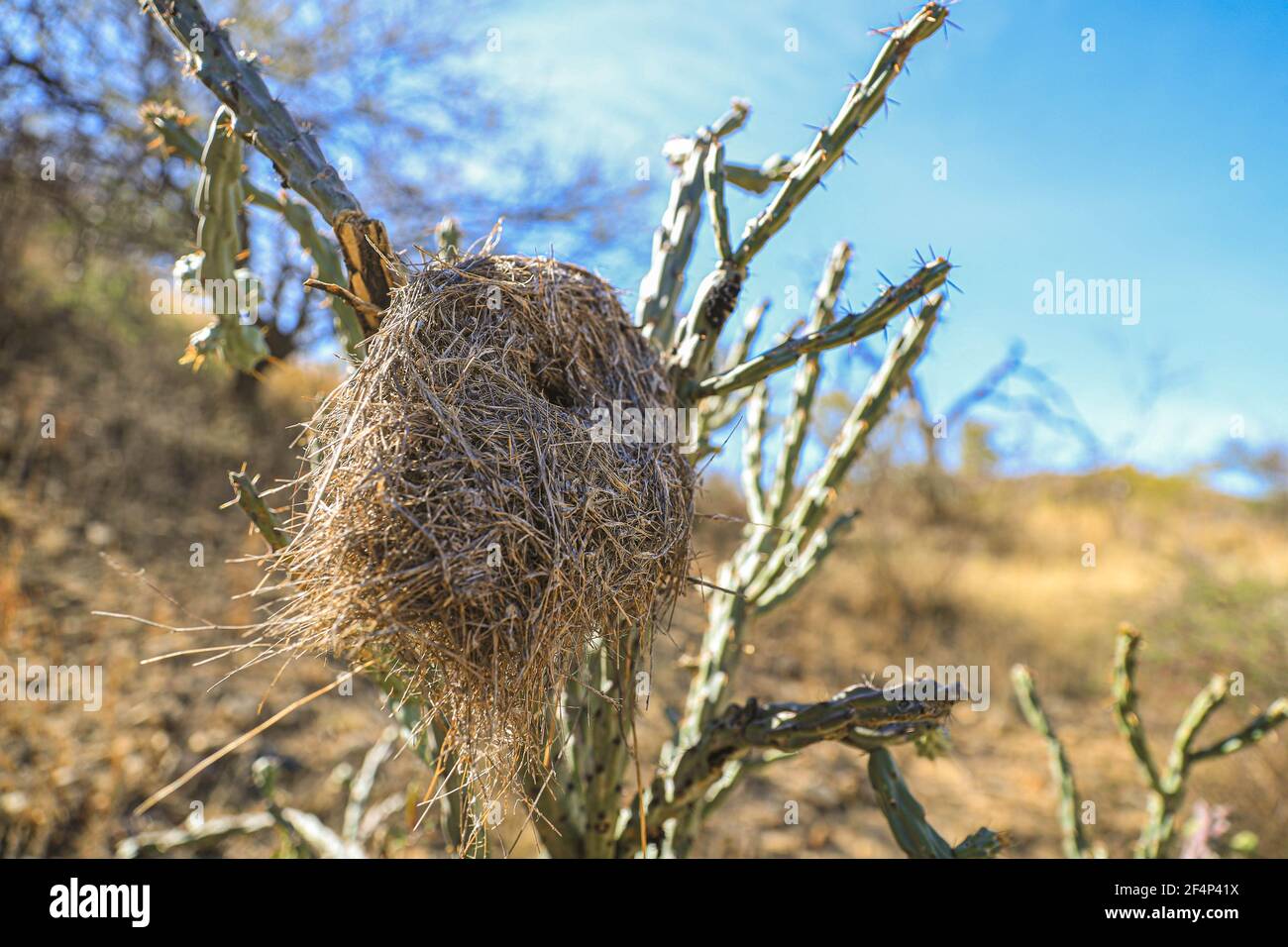 Nido d'uccello su una spiaggia di Choya: Flora Sudcalifornios, sudcalifornia, Cylindropuntia, cactus, cactacea. Pianta di Phanerogamic della famiglia Cactaceae. Ejido Tonibabi nella Sierra la Madera, comune di Moctezuma, sonora, Messico ... (Foto di Luis Gutierrez / Foto Norte) Nido de ave sobre una playa Choya : Flora Sudcalifornios, sudcalifornia, Cylindropuntia , cactus, cactacea. planta fanerógama de la familia Cactaceae. Ejido Tonibabi en la Sierra la Madera, municipio di Moctezuma, sonora, Messico...(Foto di Luis Gutierrez/Norte Foto) Foto Stock