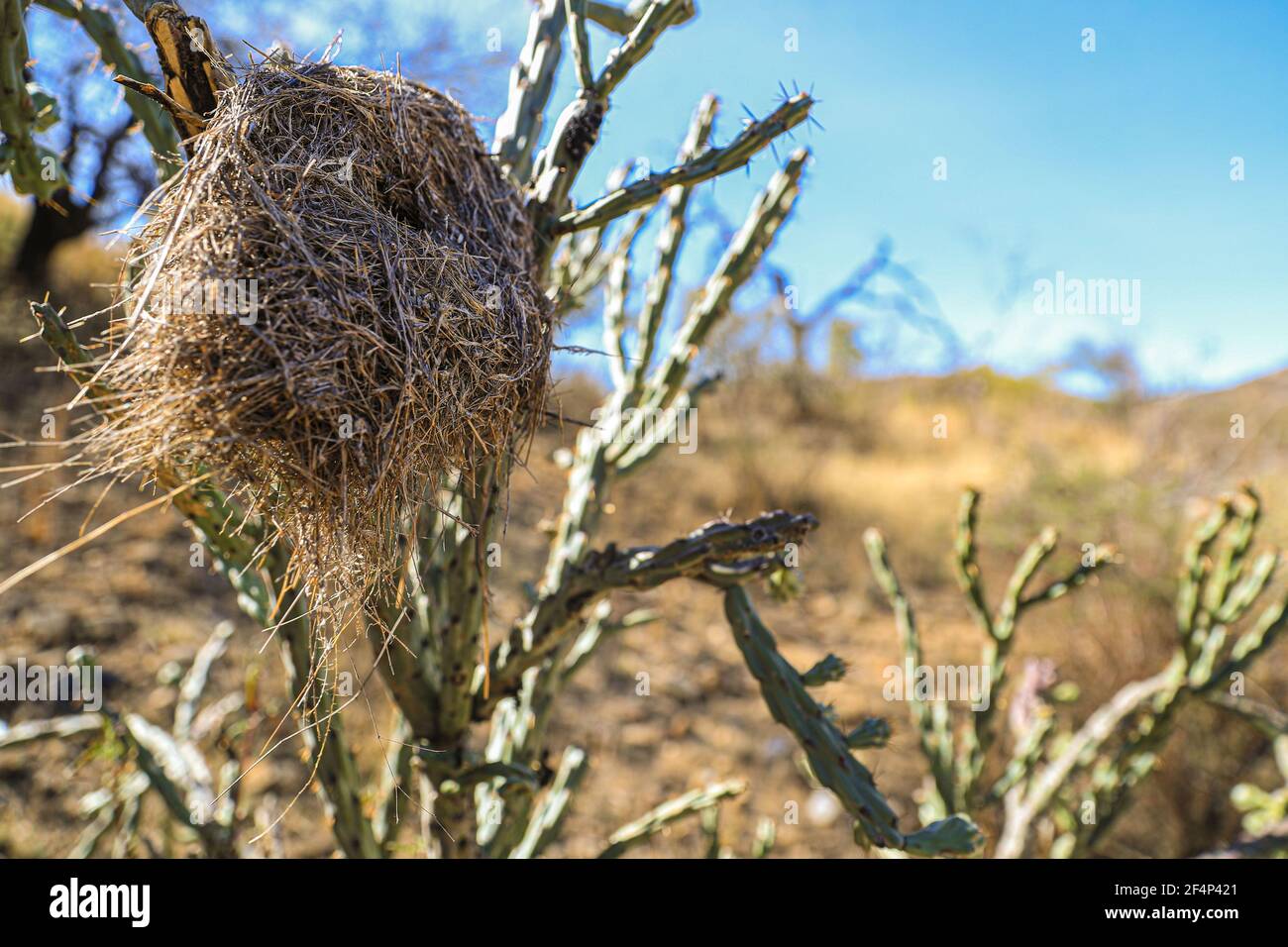 Nido d'uccello su una spiaggia di Choya: Flora Sudcalifornios, sudcalifornia, Cylindropuntia, cactus, cactacea. Pianta di Phanerogamic della famiglia Cactaceae. Ejido Tonibabi nella Sierra la Madera, comune di Moctezuma, sonora, Messico ... (Foto di Luis Gutierrez / Foto Norte) Nido de ave sobre una playa Choya : Flora Sudcalifornios, sudcalifornia, Cylindropuntia , cactus, cactacea. planta fanerógama de la familia Cactaceae. Ejido Tonibabi en la Sierra la Madera, municipio di Moctezuma, sonora, Messico...(Foto di Luis Gutierrez/Norte Foto) Foto Stock
