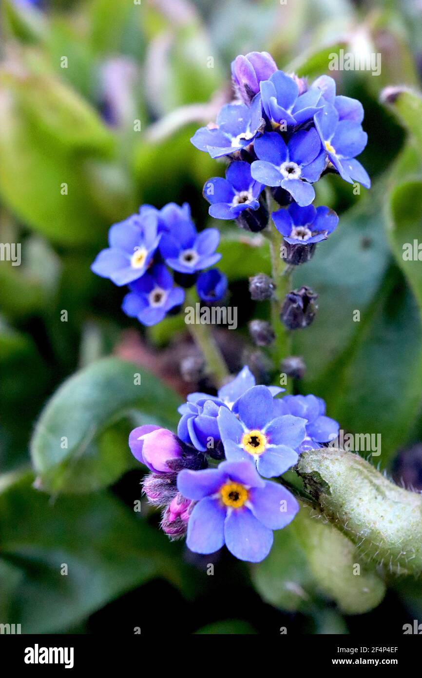 Myosotis sylvatica Blue Wood Forget-me-nots - fiori blu a forma di stella con centri gialli e bianchi, marzo, Inghilterra, Regno Unito Foto Stock