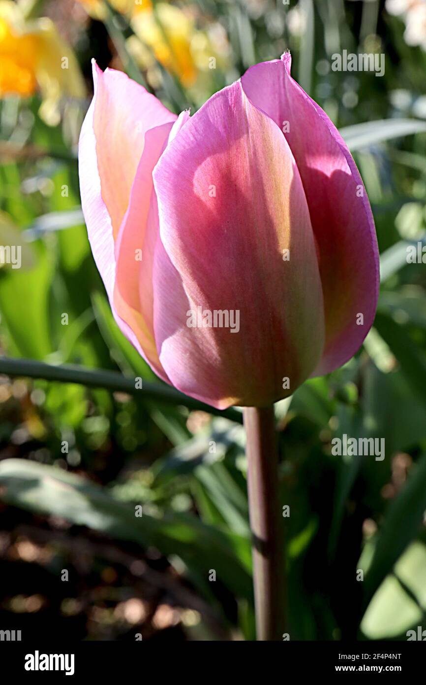 Tulipa ‘Apricot Beauty’ Single Early 1 Apricot Beauty tulip – tulipano albicocca con colore rosa, marzo, Inghilterra, Regno Unito Foto Stock