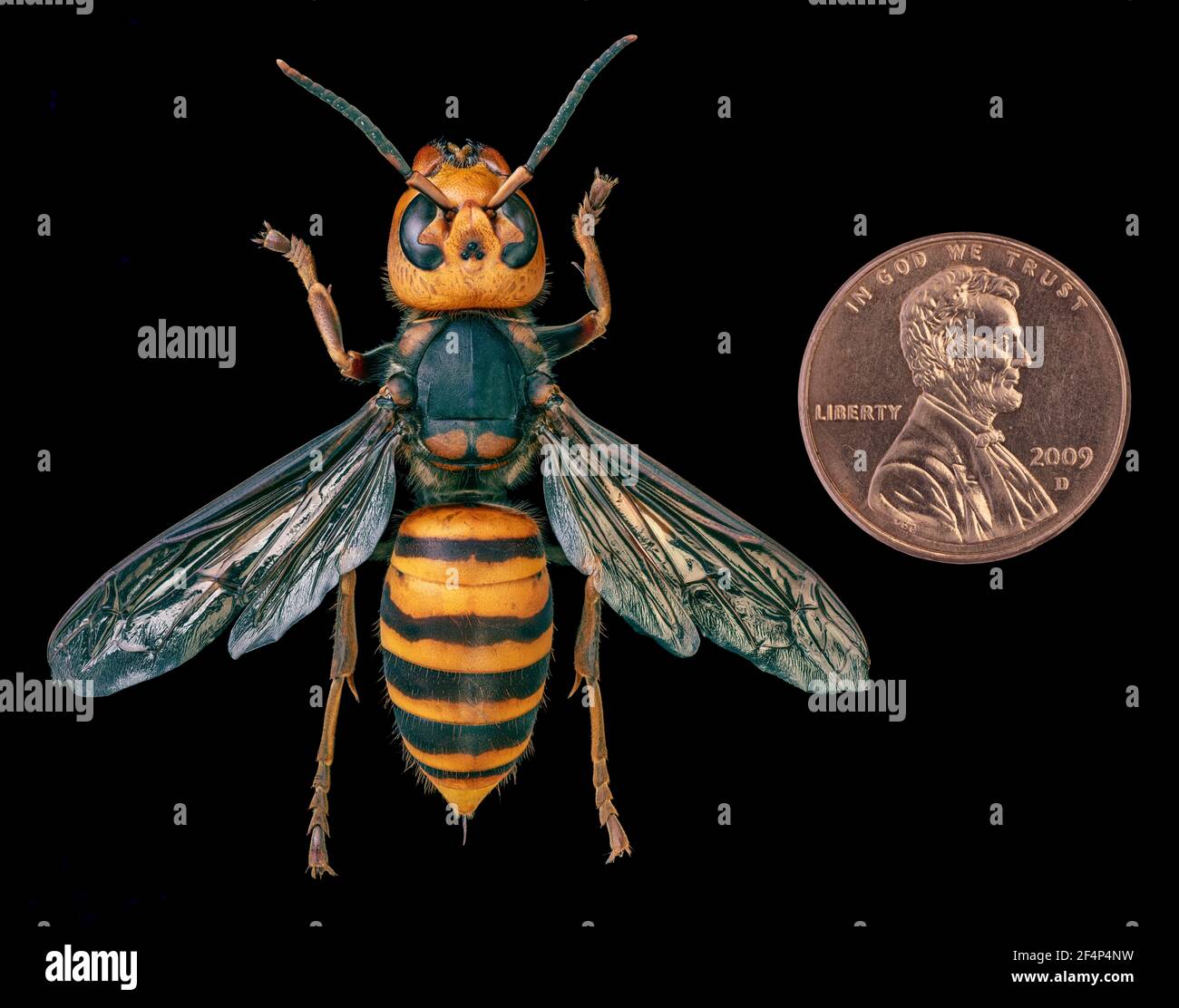 Hornet gigante asiatico, cornetto gigante giapponese, anche Hornet di Murder (Vespa mandarinia) Foto Stock