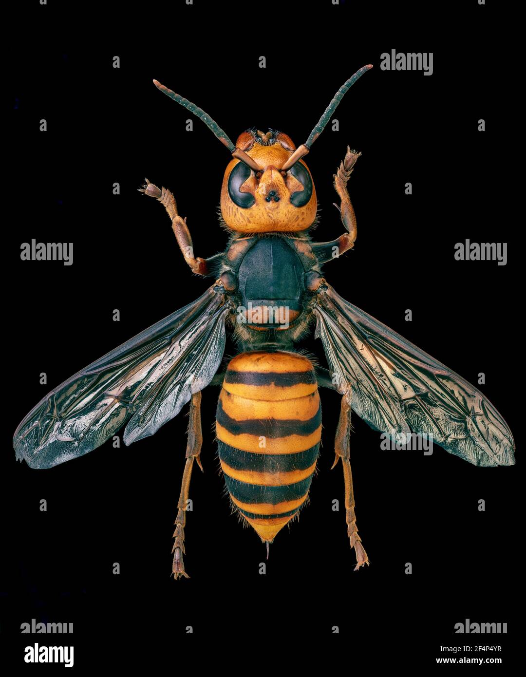Hornet gigante asiatico, cornetto gigante giapponese, anche Hornet di Murder (Vespa mandarinia) Foto Stock