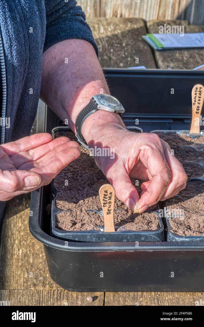Donna che pianta il peperone Bendigo F1, Capsicum annuum, riutilizzando vassoi di semi di plastica con lollipop bastoni come etichette. Foto Stock