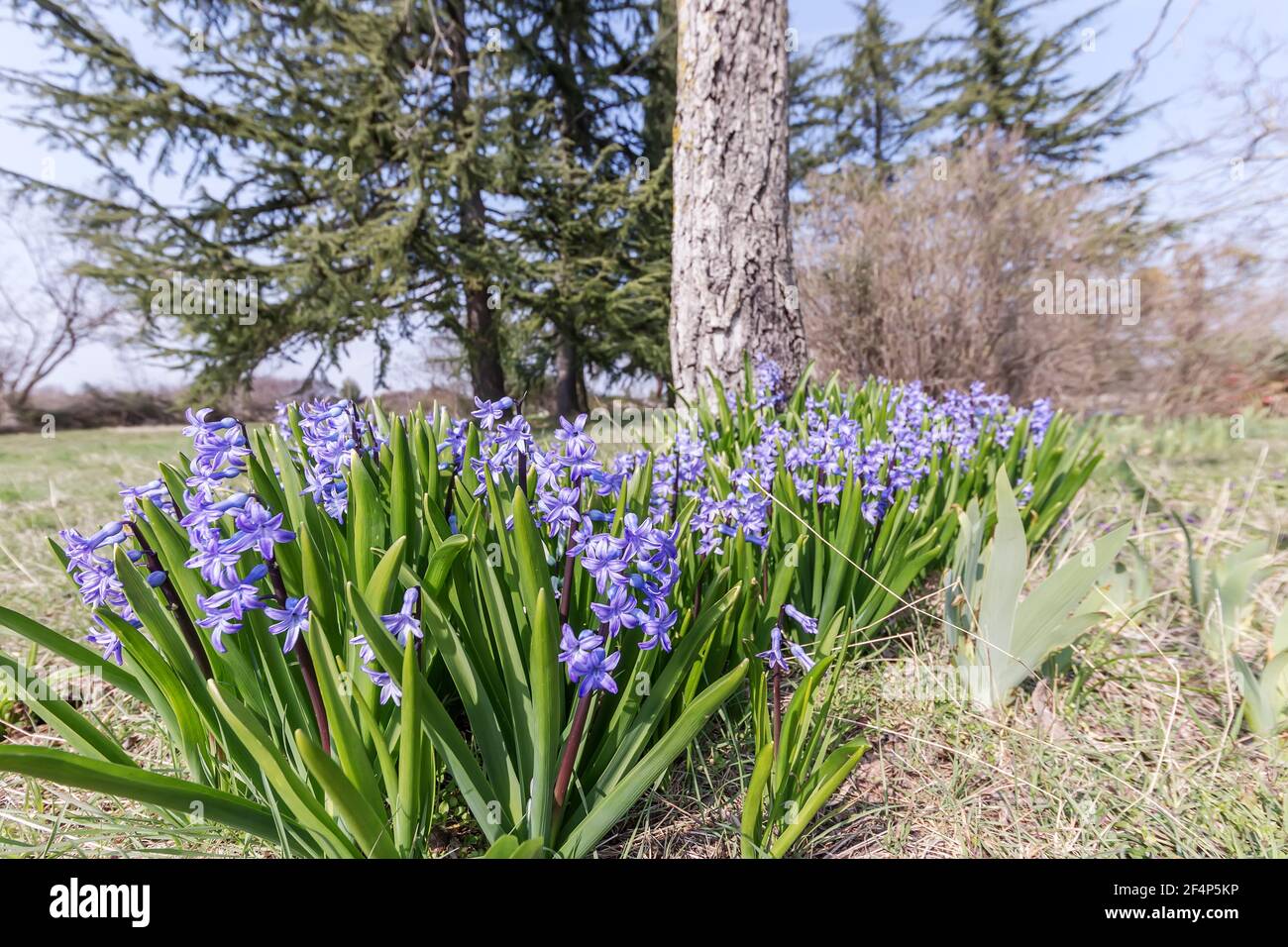 splendidi giacinti fioriti all'inizio della primavera Foto Stock